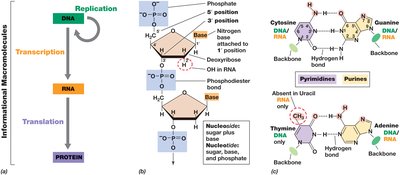 Nucleotide structure and base pairing