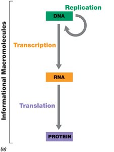 Phosphodiester bond in nucleic acids