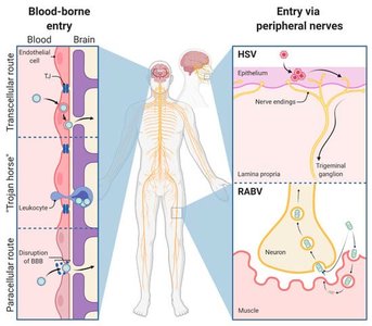Viral entry into nervous system
