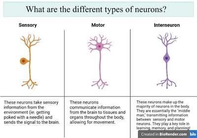 Types of neurons: sensory, motor, interneuron