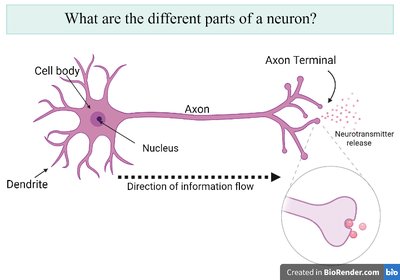 Parts of a neuron