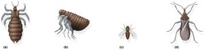 Arthropod vectors: louse, flea, fly, bug