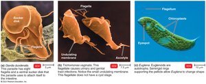 Excavata protozoa: Giardia, Trichomonas, Euglena