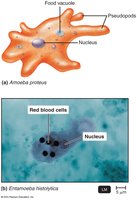 Amoeba structure and Entamoeba histolytica