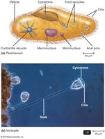 Ciliate structure: Paramecium and Vorticella