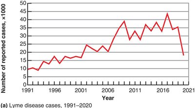 Epidemiological Graphs: Lyme Disease Cases