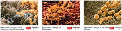 Representative Normal Microbiota for Different Regions of the Body