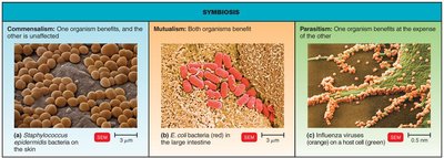 Symbiosis: Commensalism, Mutualism, Parasitism