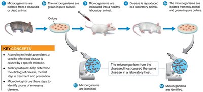 Koch's Postulates: Understanding Disease