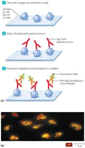 Indirect fluorescent immunoassay