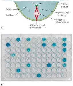 Antibody sandwich ELISA
