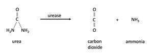 Urease reaction diagram