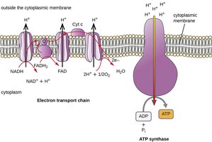 Electron transport chain diagram