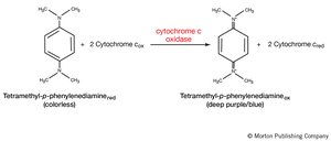 Chemical reaction of oxidase test