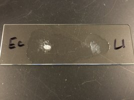 Catalase test slide with bubbles