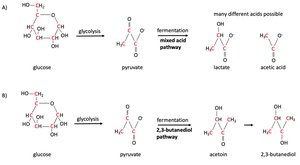 MR-VP fermentation pathways