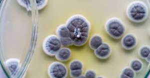 Penicillium colonies on agar