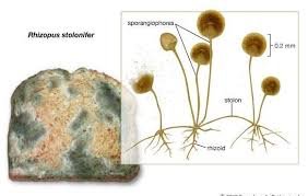 Rhizopus on bread and sporangia diagram
