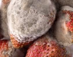 Rhizopus on strawberries