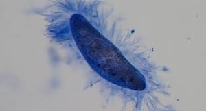 Paramecium with cilia