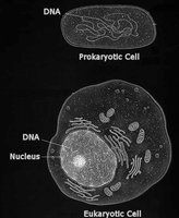 Diagram of prokaryotic and eukaryotic cells