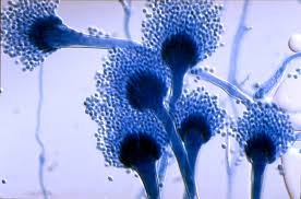 Aspergillus mold structure