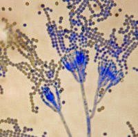 Penicillium mold structure