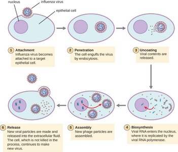 Animal virus life cycle diagram