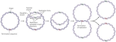 Bidirectionality of DNA replication in prokaryotes