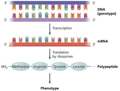 Central dogma of genetics: DNA to RNA to protein