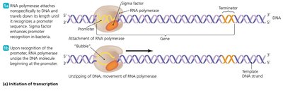 Initiation of transcription in prokaryotes