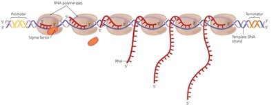 Termination of transcription: release of RNA polymerase