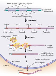Processing eukaryotic mRNA