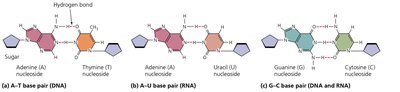 Base pairing in DNA and RNA