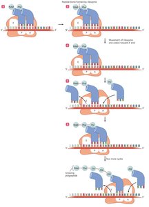 Polyribosome in prokaryotes