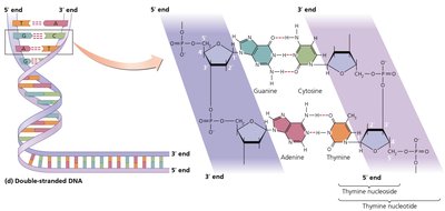 Double-stranded DNA structure and base pairing