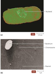Bacterial genome showing nucleoid and plasmid