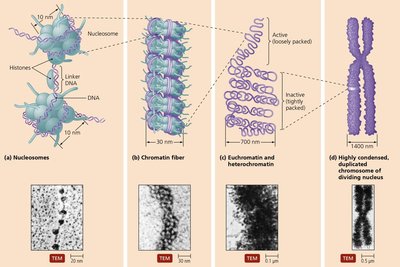 Eukaryotic chromosomal packaging