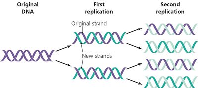 Semiconservative model of DNA replication