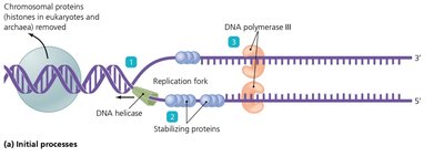 Initial processes in bacterial DNA replication