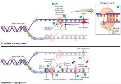 Synthesis of leading and lagging strands