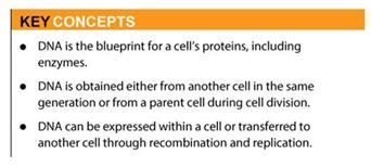 Key concepts: DNA is the blueprint for a cell's proteins, including enzymes.