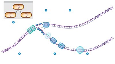 Summary of events at the DNA replication fork