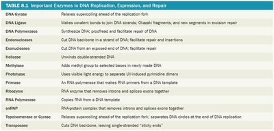 Table of important enzymes in DNA replication, expression, and repair