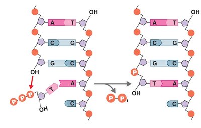 Adding a nucleotide to DNA: hydrolysis of phosphate bonds provides energy