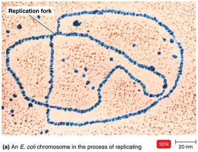 E. coli chromosome in the process of replicating