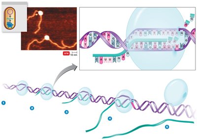 The process of transcription: initiation, elongation, termination