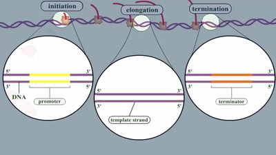 Transcription: overview of DNA to mRNA to protein
