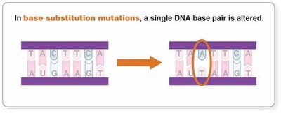 Base substitution mutation: single DNA base pair altered