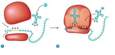 Process of translation: ribosome, mRNA, tRNA